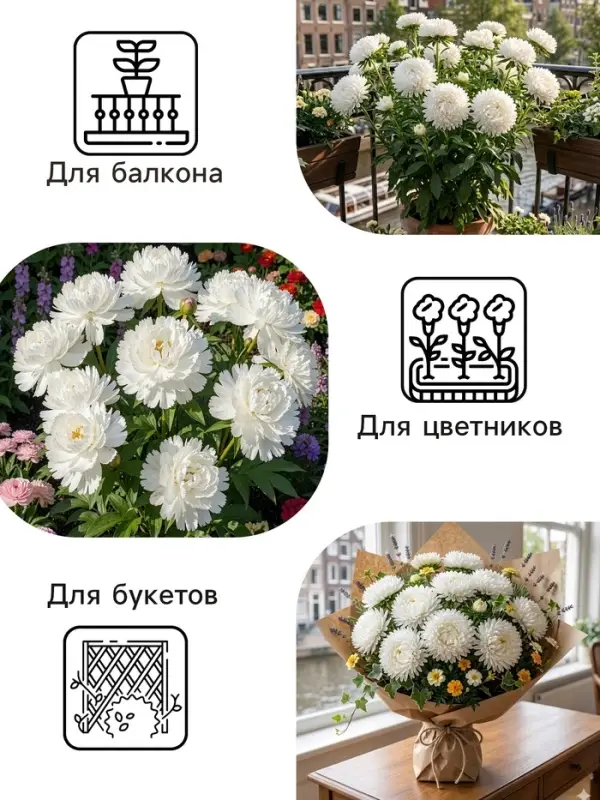 Семена цветов Астра &laquo;Белые лебеди&raquo;, 0.2 г, &laquo;Рецепты дедушки Никиты&raquo;