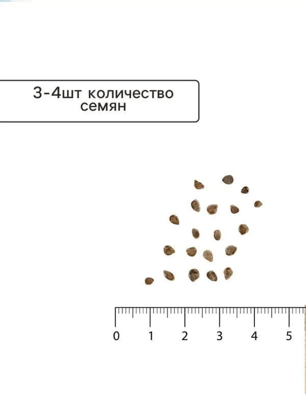 Семена Томат &laquo;Любовь да голуби F1&raquo;, раннеспелый, индетерминантный, высокорослый, 0.03 г