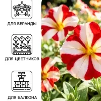 Семена цветов Петуния крупноцветковая &laquo;Танго&raquo; красная с белой звездой, 15 шт.