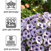 Семена Цветов Петуния &laquo;Мамбо&raquo; F1, синяя с прожилками, пробирка, 7 шт.