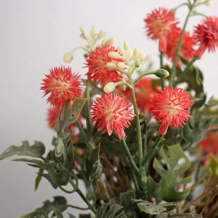 Бонсай Бонсай "Синеголовник экстра" 9х21 см, микс