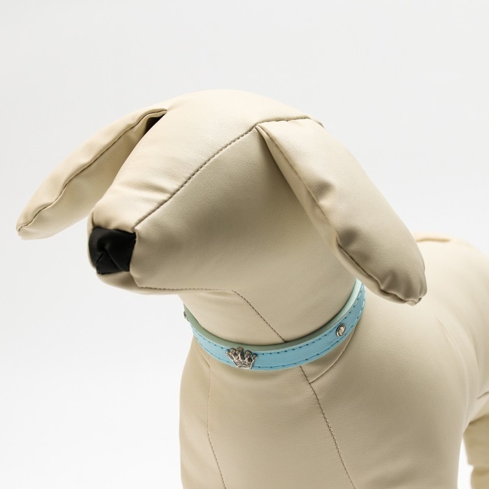 Ошейник Ошейник "Корона" с металлическим декором и со стразами, 36 х 1,4 см, ОШ 24-31, голубой