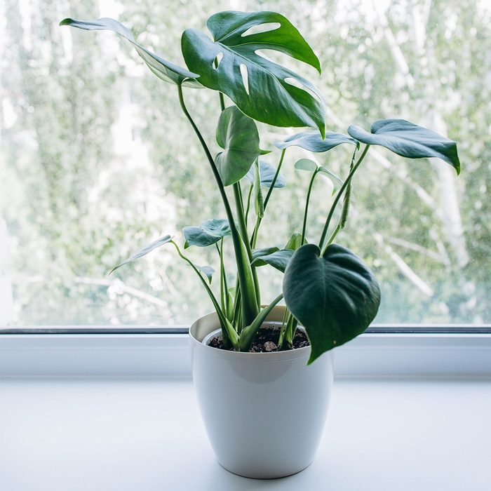 Горшок для цветов, d = 21 см, 5,2 л, пластик, бежевый Горшок для цветов, d = 21 см, 5,2 л, пластик, бежевый