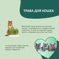 Трава TiTBiT для кошек, ячмень, 50 г