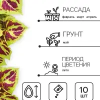 Семена цветов Колеус &laquo;Визард&raquo;, мозаика, &laquo;Семена Алтая&raquo;, цветной пакет, 5 шт.