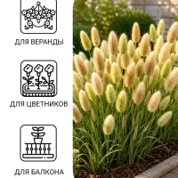 Семена цветов Лагурус &laquo;заячий хвостик&raquo;, однолетник, 10 шт.