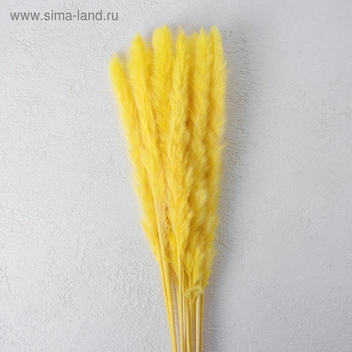 Сухоцвет &laquo;Камыш&raquo; набор 15 шт, цвет жёлтый