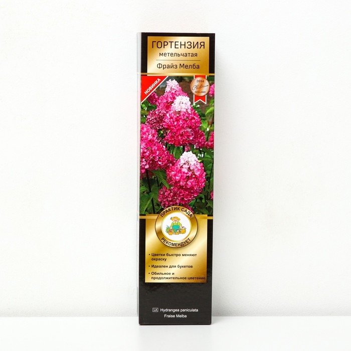 Гортензия метельчатая Люкс «Фрайз Мелба» саженец декоративный, цветущий, 1 шт., туба Гортензия метельчатая Люкс «Фрайз Мелба» саженец декоративный, цветущий, 1 шт., туба