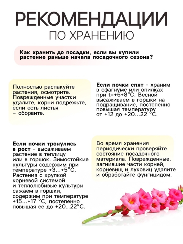 Гладиолус Низкорослый «Принц Клаус», луковица цветов в пакете с перфорацией, р-р 10+, 7 шт.