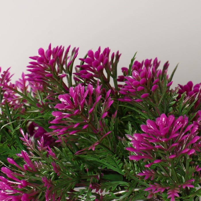 Бонсай в горшке Бонсай в горшке "Селагинелла африканская" 10х20 см, микс