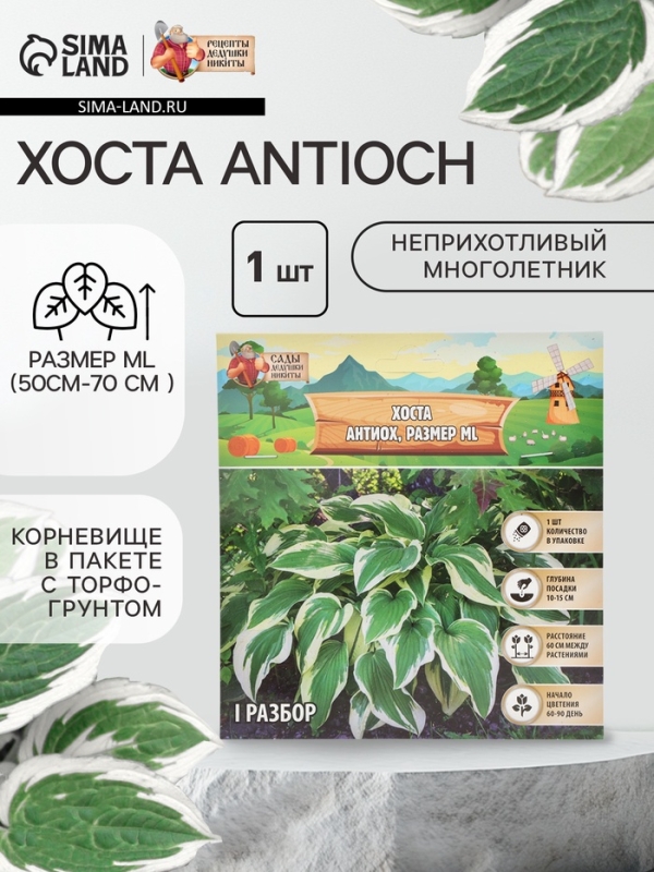Хоста Antioch, корневище в пакете с торфогрунтом, р-р I, размер ML,1 шт.