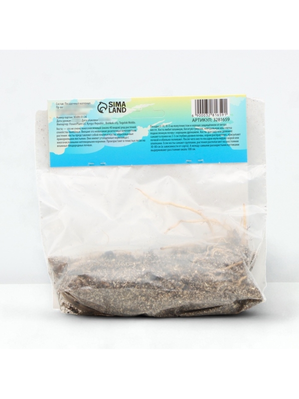 Хоста «Рейнфорест Санрайз», корневище в пакете с торфогрунтом, р-р I, 1 шт.