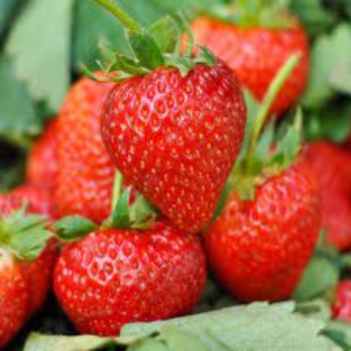 Рассада Земляники круноплодной (клубники) ФРИГО Румба А+ (15 мм +) , P9 Горшок Рассада Земляники круноплодной (клубники) ФРИГО Румба А+ (15 мм +) , P9 Горшок