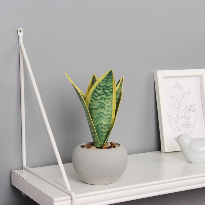 Бонсай в горшке Бонсай в горшке "Сансевиерия ханни" 17х8,5 см, микс