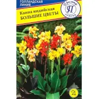 Семена цветов Канна индийская &laquo;Большие цветы&raquo;, 3 шт.