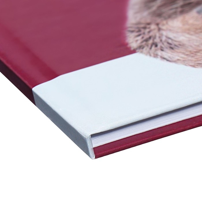 Дневник для 1-4 классов Дневник для 1-4 классов "Енотик", твёрдая обложка, глянцевая ламинация, 48 листов