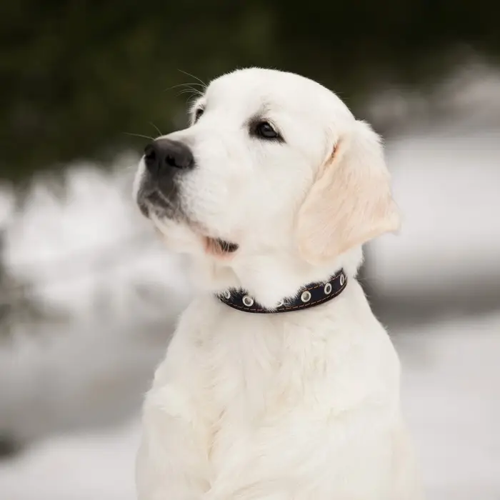 Ошейник однослойный безразмерный, 45&times;2 см, ОШ 18-39 см, кожа, синий