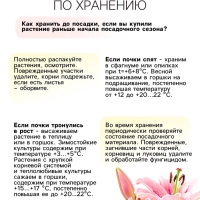 Лилия Азиатская Кашпо Trendy Havanna, луковица в пакете с перфорацией, р-р 12/14, 2 шт.