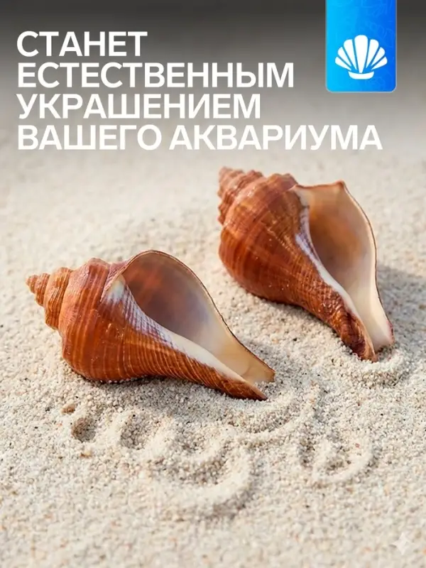 Ракушка декоративная, длина 5-6 см, ширина 4 см