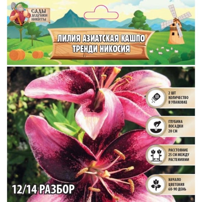 Лилия Азиатская Кашпо Лилия Азиатская Кашпо "Trendy Nicosia", р-р 12/14, 2 шт,