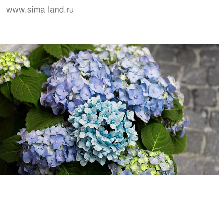 Бумага для упаковки и поделок, гофрированная, нежно-голубая, однотонная, двусторонняя, рулон 1 шт., 0,5 х 2,5 м Бумага для упаковки и поделок, гофрированная, нежно-голубая, однотонная, двусторонняя, рулон 1 шт., 0,5 х 2,5 м