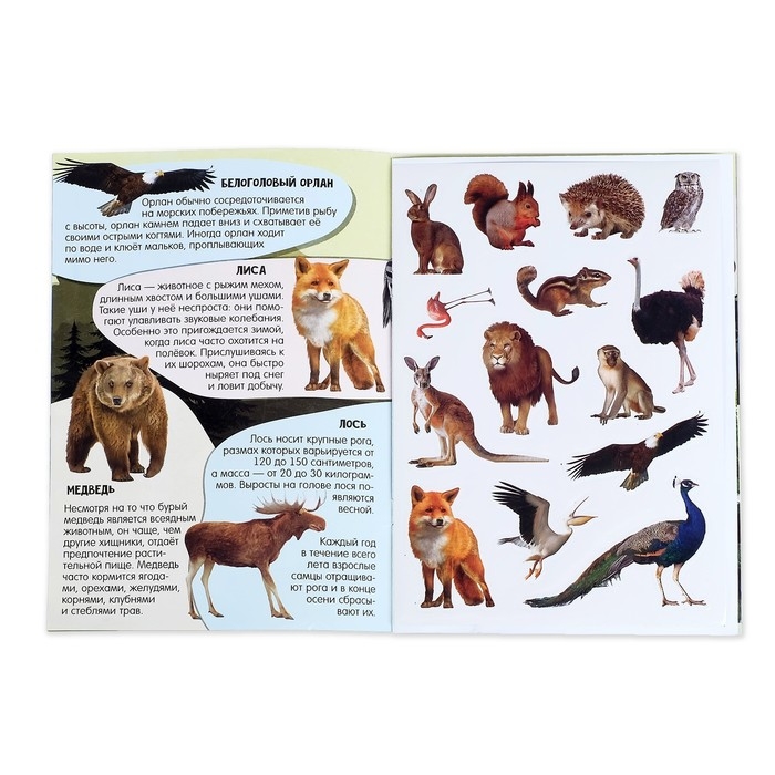 Активити-книга с наклейками и растущими игрушками «Животные планеты», 12 стр. Активити-книга с наклейками и растущими игрушками «Животные планеты», 12 стр.