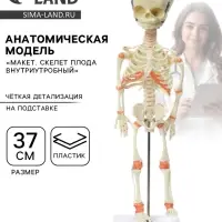Анатомическая модель &laquo;Макет. Скелет плода внутриутробный&raquo;, 37 см