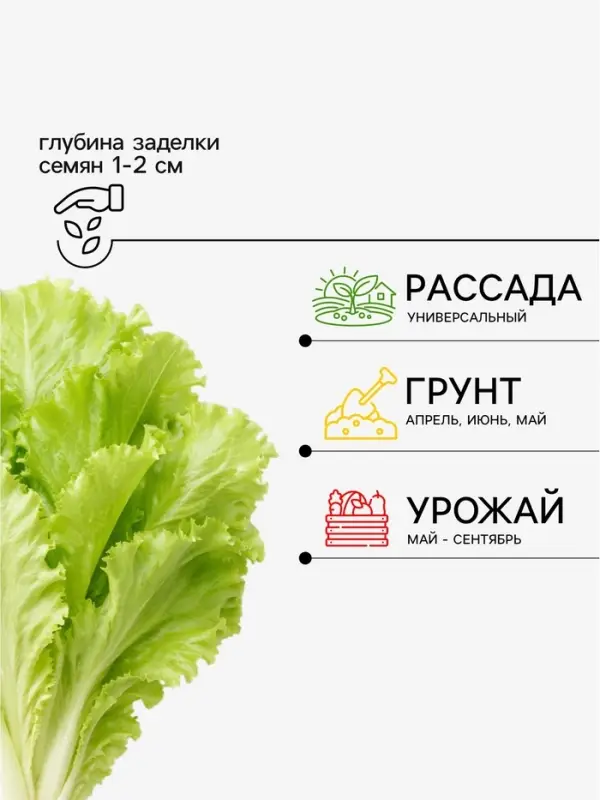 Семена Салат &laquo;Айсберг&raquo; кочанный, 0.5 г, &laquo;Аэлита&raquo;