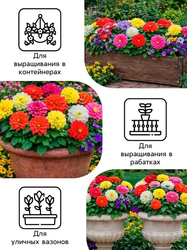 Семена цветов Георгина махровая &laquo;Опера&raquo;, 0.2 г, &laquo;Рецепты дедушки Никиты&raquo;