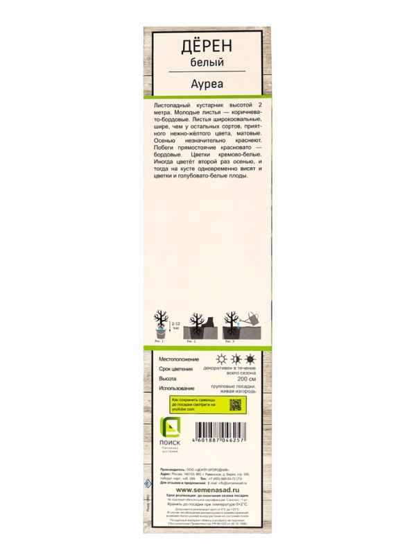 Дерен белый «Ауреа», саженец, декоративный, 1 шт., туба