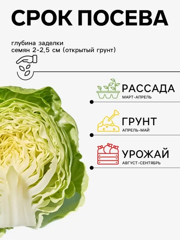 Семена Капуста белокочанная &laquo;Мегатон&raquo;, F1, 10 шт., &laquo;Семена Алтая&raquo;