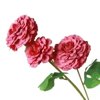 Цветы искусственные "Хризантема волнистая галант" d-8 см 58 см, пыльно-розовый Цветы искусственные "Хризантема волнистая галант" d-8 см 58 см, пыльно-розовый