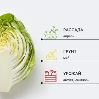Семена Капуста белокочанная &laquo;Московская поздняя 15&raquo;, 0.5 г, &laquo;Тимирязевский питомник&raquo;