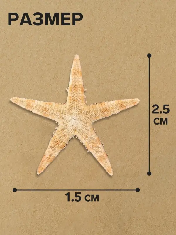 Набор натуральных морских звезд, 1.5 - 2.5 см, 20 шт.