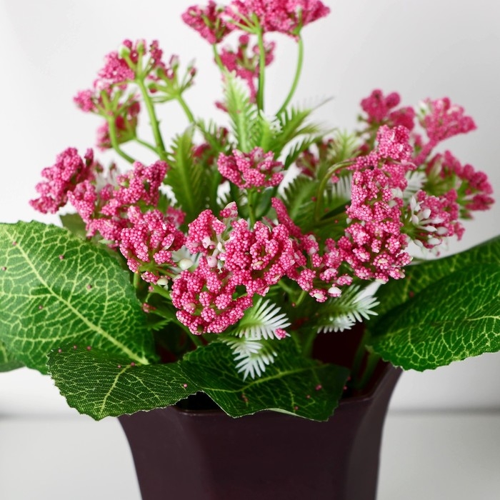 Бонсай в горшке Бонсай в горшке "Тысячелистник" 8х17 см, микс