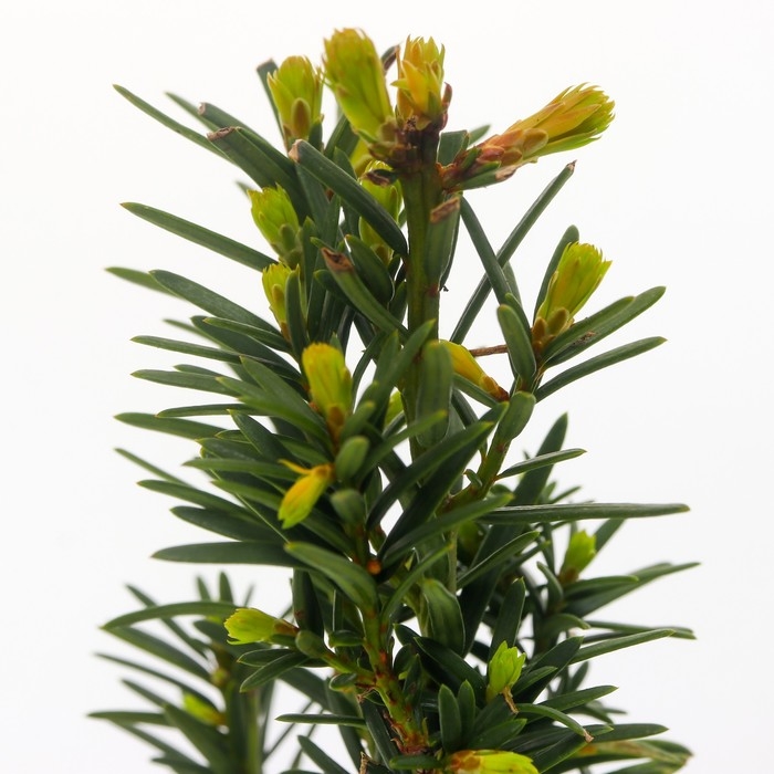 Тисс средний Тисс средний "Хикси", Р9, 1шт, h 3-20 см, Осень 2024