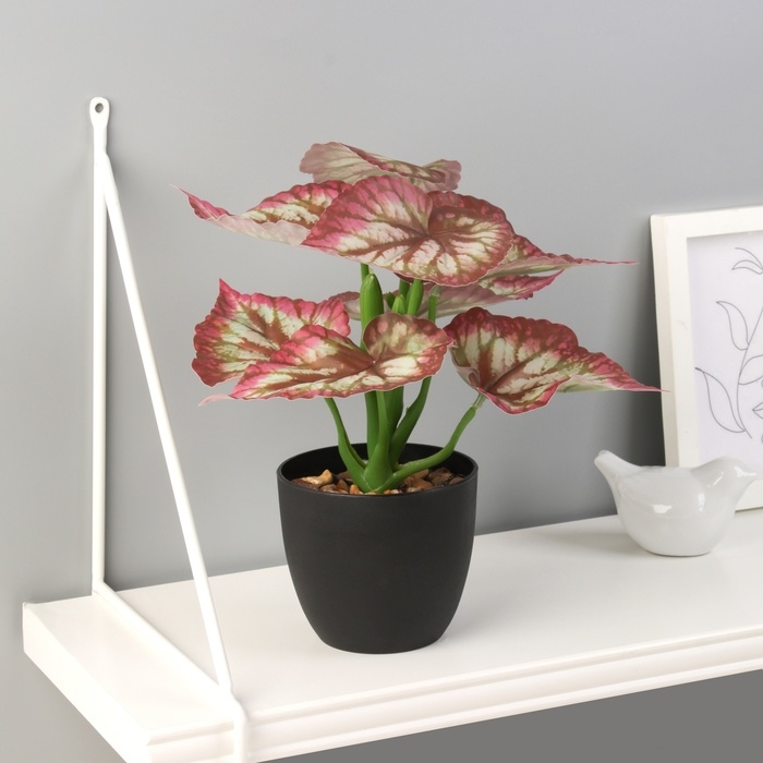 Бонсай в горшке Бонсай в горшке "Каладиум премиум экстра" 21х10 см, микс