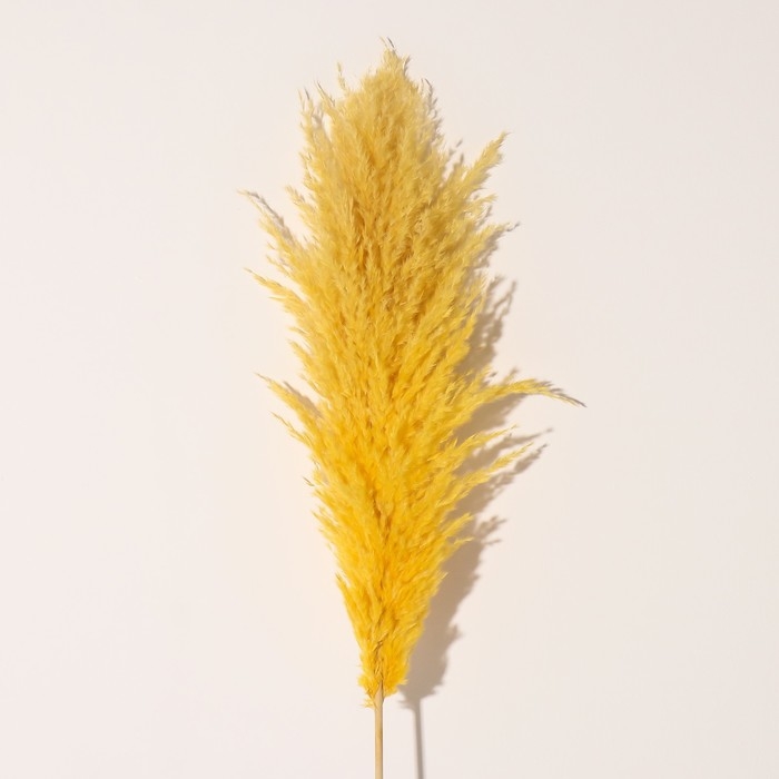 Сухоцвет Сухоцвет "Кортадерия", 1 ветка, длина 140-150 см, желтый