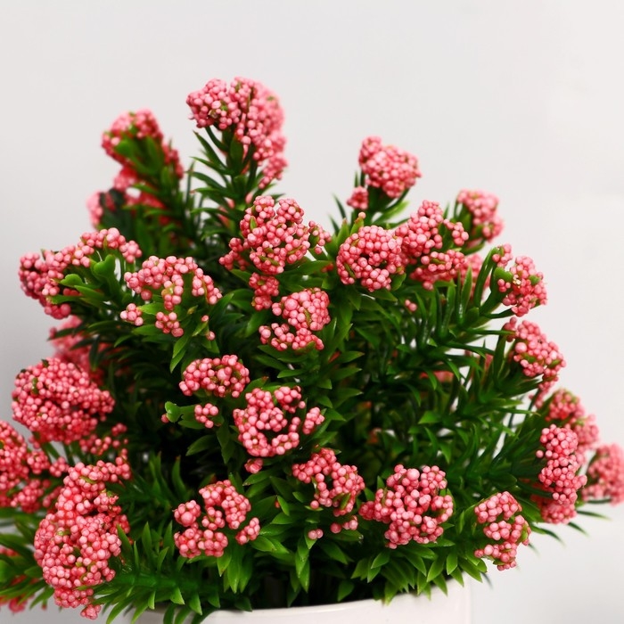 Бонсай в горшке Бонсай в горшке "Озотамнус" 6х16 см, микс