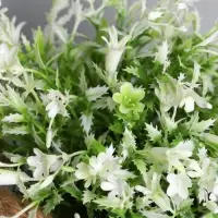 Искусственный цветок в горшке &laquo;Садовый рай&raquo;, колокольчики, 11&times;20 см, МИКС