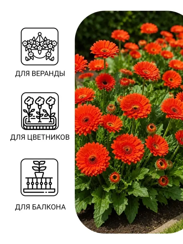 Семена цветов Календула махровая «Красный ковёр», 0.3 г, «Урожай удачи» Семена цветов Календула махровая «Красный ковёр», 0.3 г, «Урожай удачи»