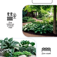 Хоста Undulata Mediovariegata, корневище в пакете с торфогрунтом, р-р I, размер M,1 шт.