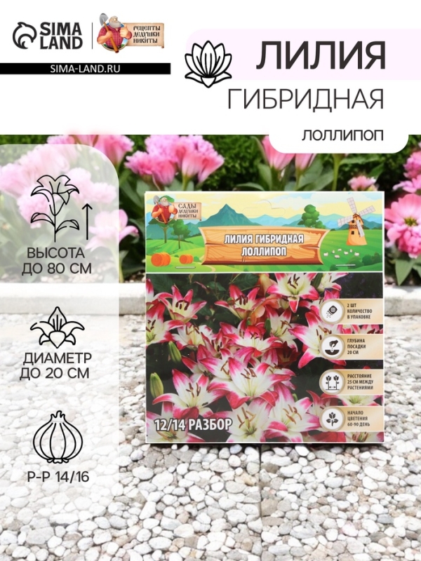 Лилия гибридная «ЛоллиПоп», луковица в пакете с перфорацией, р-р 14/16, 2 шт.