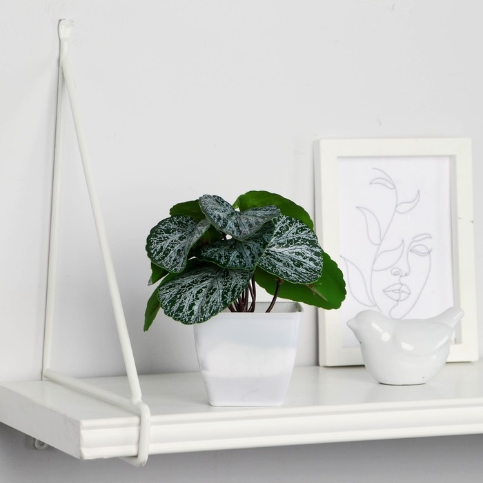 Бонсай в горшке Бонсай в горшке "Бегония" 7х13 см