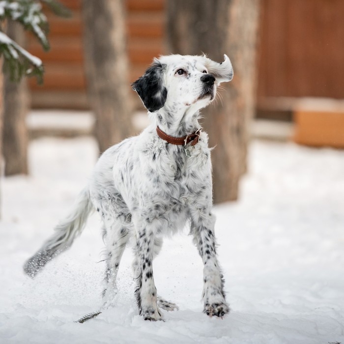 Ошейник кожаный однослойный безразмерный, 45 х 2 см, ОШ 18-39 см, коричневый Ошейник кожаный однослойный безразмерный, 45 х 2 см, ОШ 18-39 см, коричневый