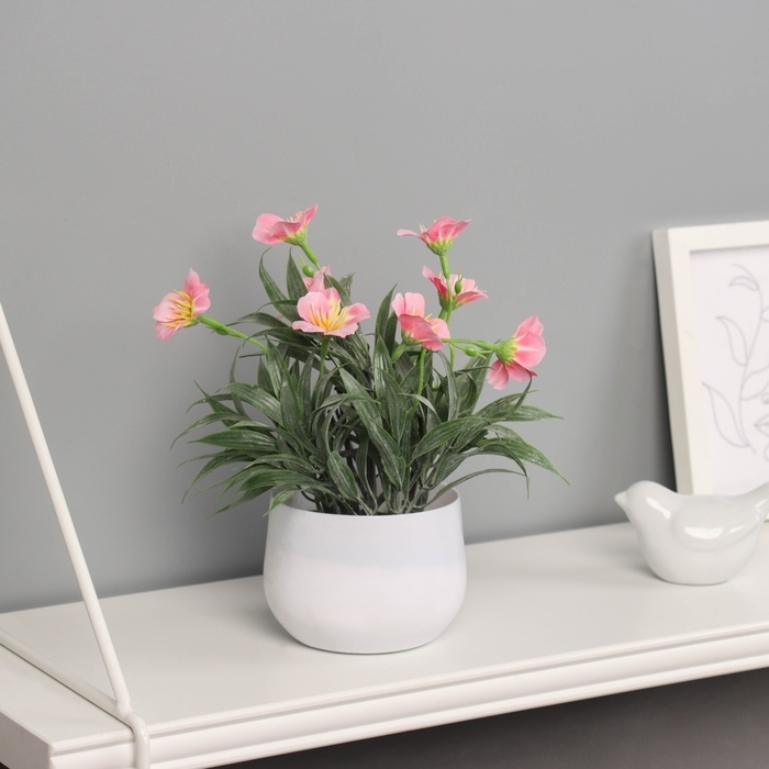 Бонсай в горшке Бонсай в горшке "Нолана бриз" 20х9 см, микс