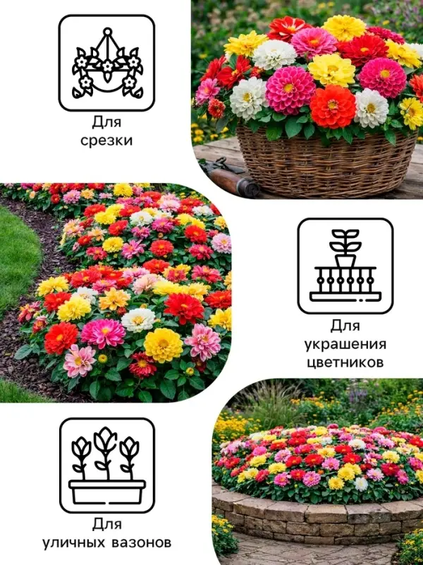Семена цветов Георгина &laquo;Фараон&raquo;, смесь окрасок, 0.3 г, &laquo;Рецепты дедушки Никиты&raquo;