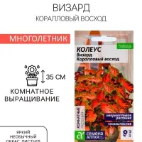 Семена комнатных цветов Колеус &laquo;Коралловый Восход&raquo;, 5 шт., &laquo;Семена Алтая&raquo;