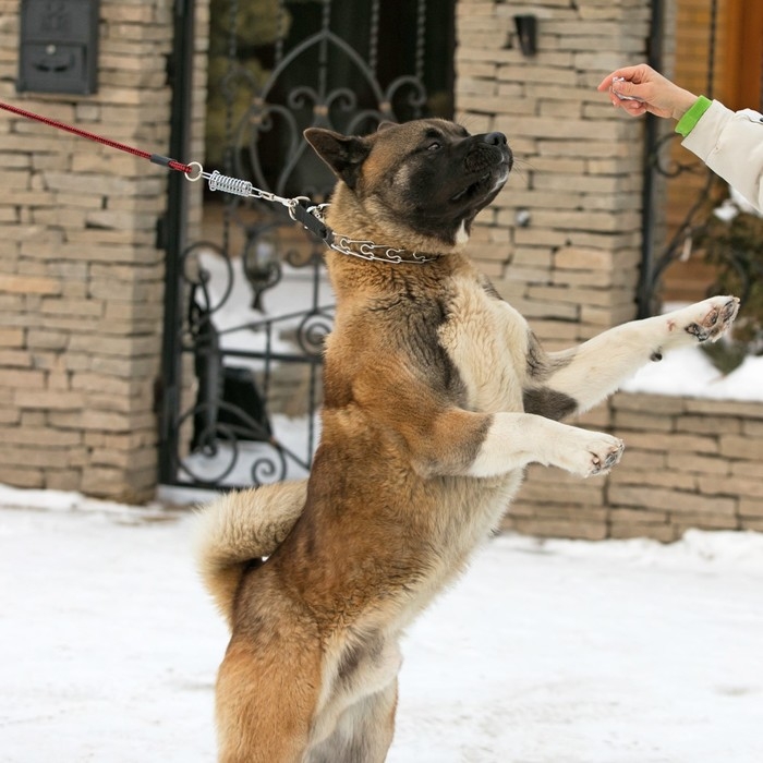 Поводок усиленный с амортизатором от рывка, 120 х 1,2 см, чёрно-красный Поводок усиленный с амортизатором от рывка, 120 х 1,2 см, чёрно-красный