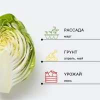 Семена Капуста брокколи &laquo;Северный характер&raquo;, F1, &laquo;Северяне - Агрофирма АЭЛИТА&raquo;, 10 шт.